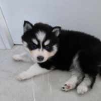 À réserver chiots pomsky f3 d'exception #2