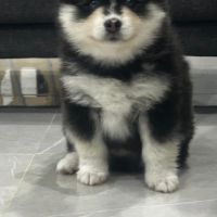 À réserver chiots pomsky f3 d'exception #3