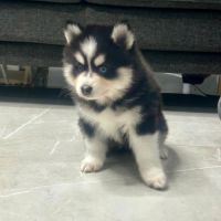 À réserver chiots pomsky f3 d'exception #4