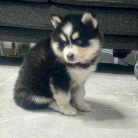 À réserver chiots pomsky f3 d'exception #5