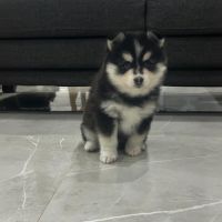 À réserver chiots pomsky f3 d'exception #6