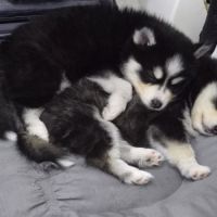 À réserver chiots pomsky f3 d'exception #8