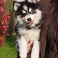 Dernier chiot pomsky f3 d'exception - yeux vairons