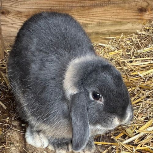 2 femelles minilop x b.n #1