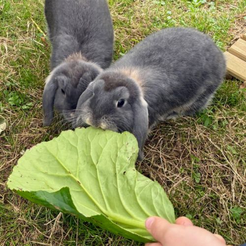 2 femelles minilop x b.n #0