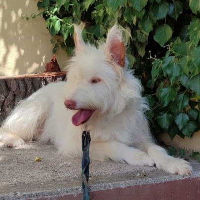 Yuki, magnifique podenca campanera