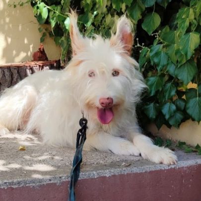 Yuki, magnifique podenca campanera #5