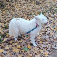 Yuki, magnifique podenca campanera #1