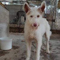 Yuki, magnifique podenca campanera #2