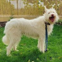 Yuki, magnifique podenca campanera #3