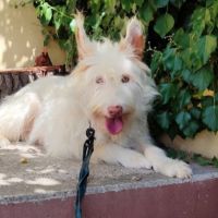 Yuki, magnifique podenca campanera #5