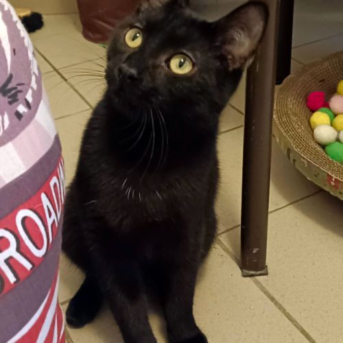 Pistache cache un cœur immense sous sa timidité #1