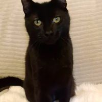 Pistache cache un cœur immense sous sa timidité #3