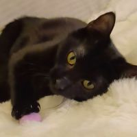 Pistache cache un cœur immense sous sa timidité #4