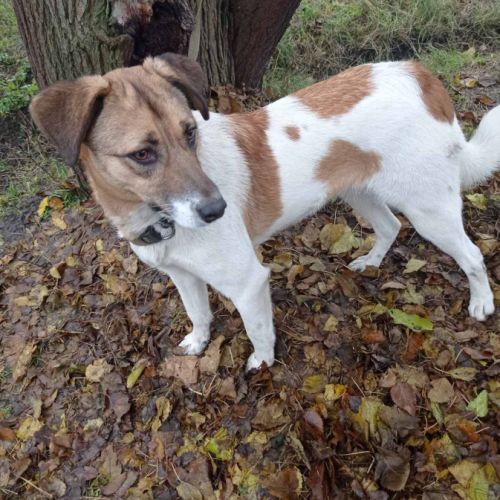 Redmi se trouve dans un refuge en ukraine #1