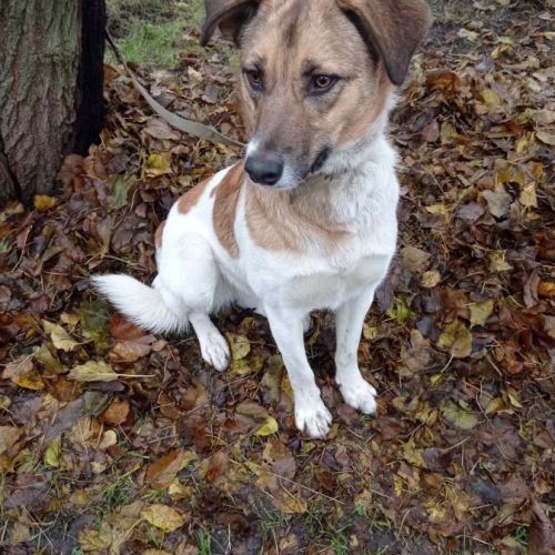 Redmi se trouve dans un refuge en ukraine #0