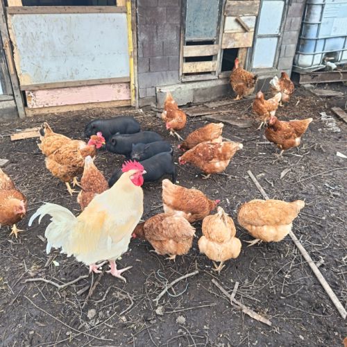 Cochon vietnamien #1