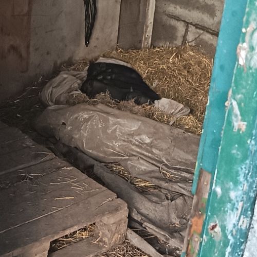 Cochon vietnamien #4