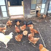 Cochon vietnamien #2