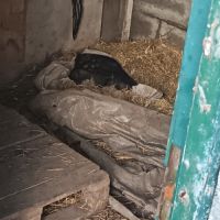 Cochon vietnamien #4