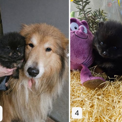 Magnifiques chiots spitz non lof à réserver #2