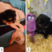 Magnifiques chiots spitz non lof à réserver #1