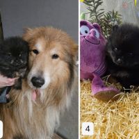 Magnifiques chiots spitz non lof à réserver #2