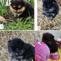 Magnifiques chiots spitz non lof à réserver