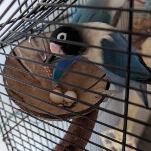 Couple d'inséparables personata bleu (urgent) #0