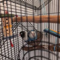 Couple d'inséparables personata bleu (urgent) #1