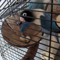 Couple d'inséparables personata bleu (urgent)