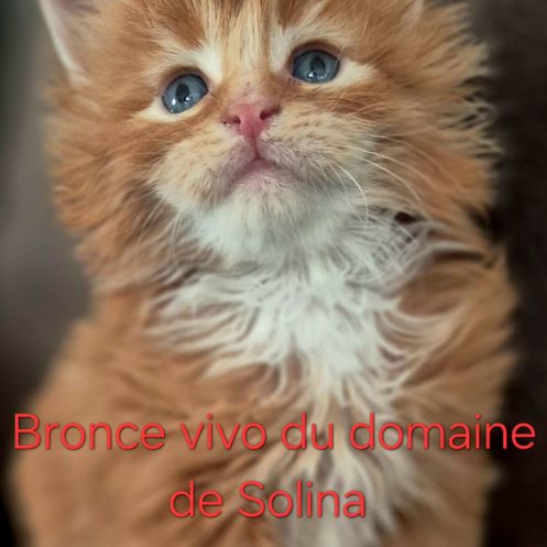 Chaton maine coon loof #0