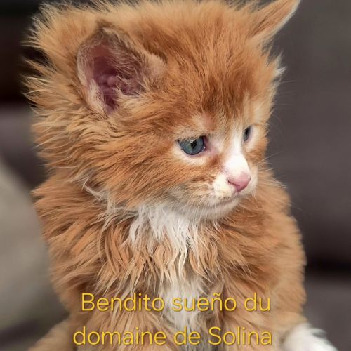 Chaton maine coon loof #7