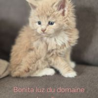 Chaton maine coon loof #1