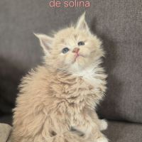 Chaton maine coon loof #2