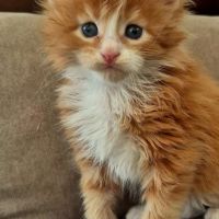 Chaton maine coon loof #3