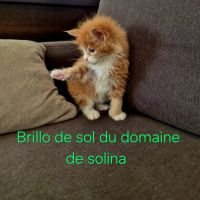 Chaton maine coon loof #4