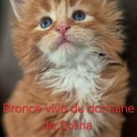 Chaton maine coon loof