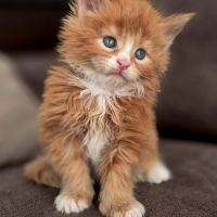 Chaton maine coon loof #6