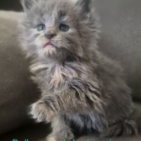 Chaton maine coon loof #8