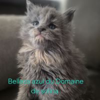 Chaton maine coon loof #9