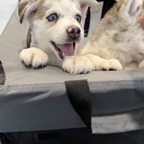 Magnifique pomsky f5 yeux bleus #1