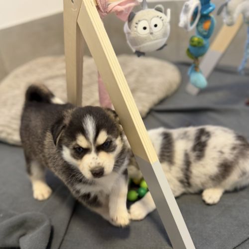 Magnifique pomsky f5 yeux bleus #4