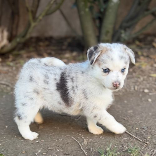Magnifique pomsky f5 yeux bleus #5