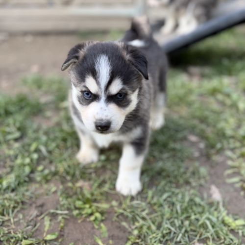 Magnifique pomsky f5 yeux bleus