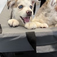 Magnifique pomsky f5 yeux bleus #1