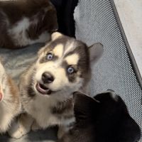 Magnifique pomsky f5 yeux bleus #2