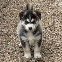 Magnifique pomsky f5 yeux bleus #3