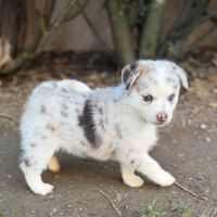 Magnifique pomsky f5 yeux bleus #5