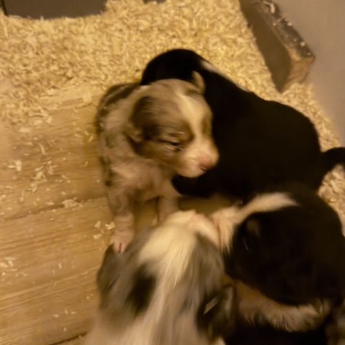 Chiot berger australien #2